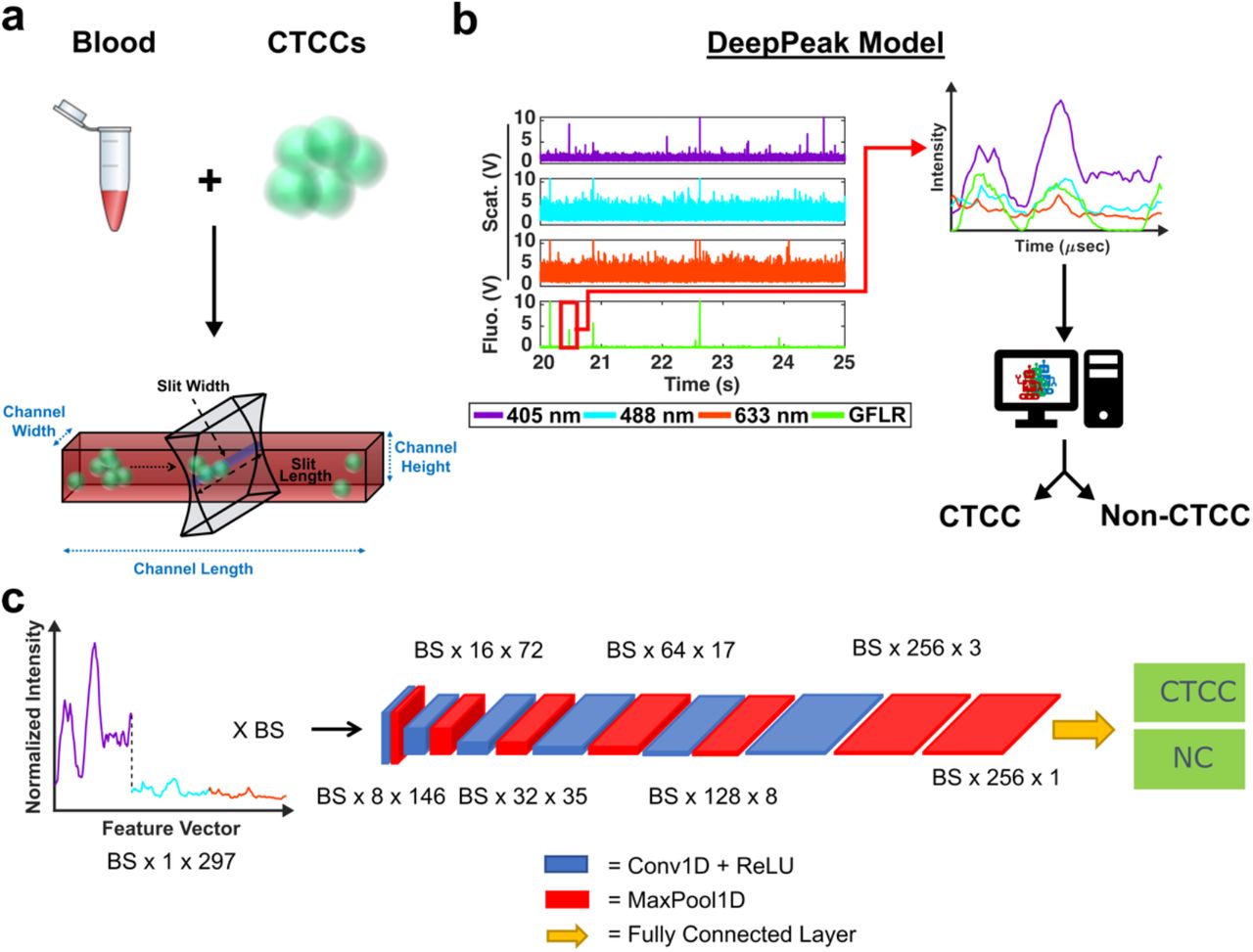 DeepPeak workflow for label-free circulating tumor cell cluster detection